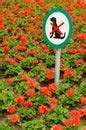No Dogs Sign In Flowerbed