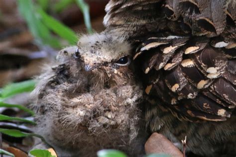 Camouflage of a Large-tailed Nightjar chick – Bird Ecology Study Group