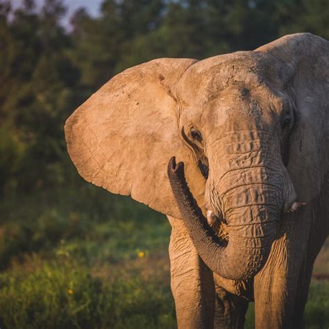 About Us - The Elephant Sanctuary in Tennessee