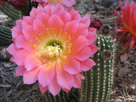 Cactus Flowers: 15 Magnificent Varieties for Your Garden - GetRather.com