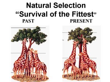 PPT – Natural Selection Survival of the Fittest PowerPoint presentation | free to view - id ...