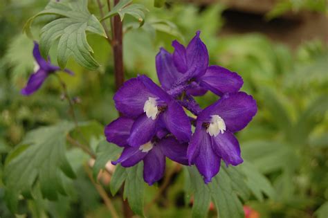 Delphinium 'Black Knight' - Riverside Garden Centre