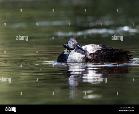 Male Tufted Duck Stock Photo - Alamy