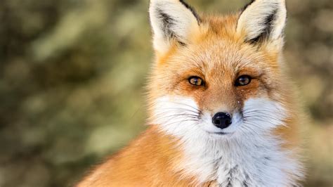 Oregon Field Guide: Sierra Nevada Red Fox | KCTS 9