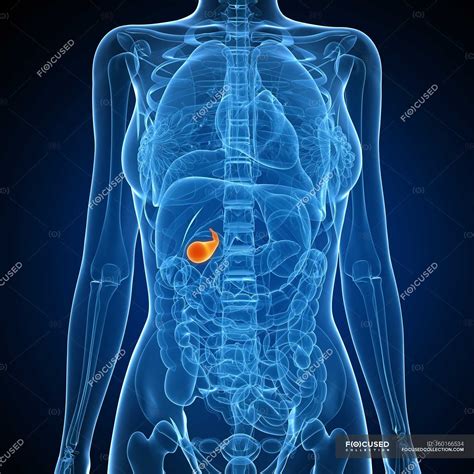 Healthy gallbladder anatomy — normal, gall bladder - Stock Photo ...