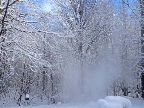 Free Images : tree, branch, frost, ice, scenic, natural, weather, snowy ...