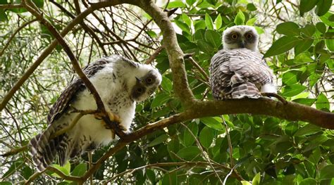 Powerful Owl - BirdLife Australia