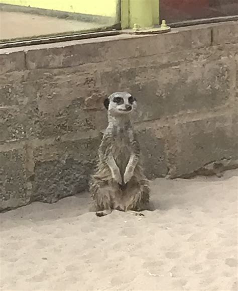 Smiling Meerkat Blank Template - Imgflip