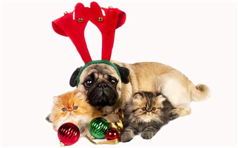 Christmas Pug Wallpapers - Top Free Christmas Pug Backgrounds - WallpaperAccess