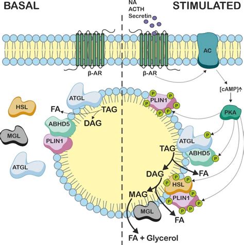 Schematic representation of basal and stimulated lipolysis in adipose... | Download Scientific ...