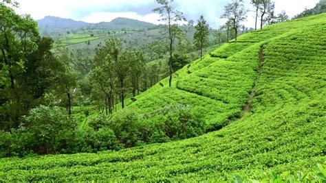 View Of Sri Lanka Tea Garden Mountains In Nuwara Eliya Stock Footage ...