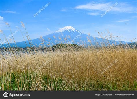 Mount Fuji View Oishi Park Lake Kawaguchiko Northern Coast Yamanashi Stock Photo by ...