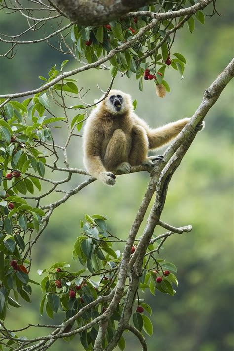 Gibbon Spotting: Finding Thailand’s Most Charming Primate in Khao Yai ...