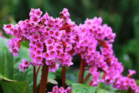 How to Grow Bergenia Flowers | Gardener’s Path