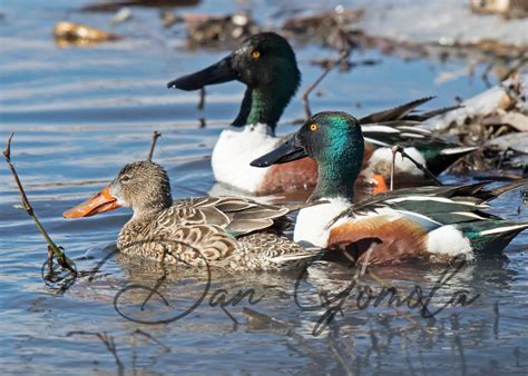 Dan Gomola Wildlife Photography | 2017 Spring Waterfowl Migration In Full Swing