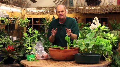 How to Grow Vegetables Indoors in a Pot - GardenInBloom.com