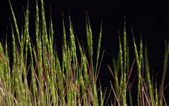 Multimedia Gallery - Aegilops tauschii (Tusch's goatgrass/rough-spike hard grass) | NSF ...