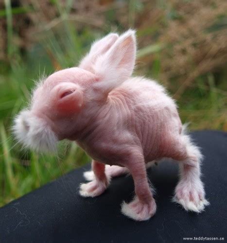 The Awkward Years: Strange Hairless Rabbit Goes From Bald to Beautiful! | Featured Creature