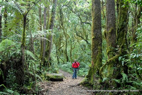 Kilimanjaro National Park | Natural World Heritage Sites