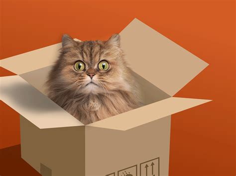 Cat in a box animation by Play Again Agency on Dribbble