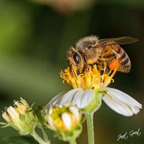 Bee Pollen Sacs - Brain Mind Article