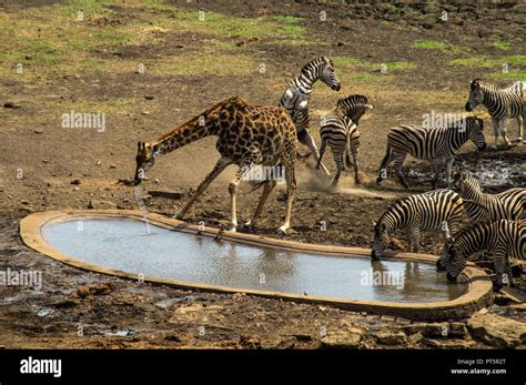 South Africa - Kruger National Park - Big 5 Stock Photo - Alamy