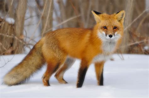 The Red Fox | Animal Facts & New Pictures | The Wildlife