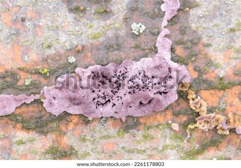 Silver Leaf Fungal Disease Trees Caused Stock Photo 2261178803 | Shutterstock