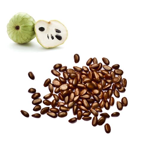 Custard Apple - Cherimoya Seeds – Exotic Fruits