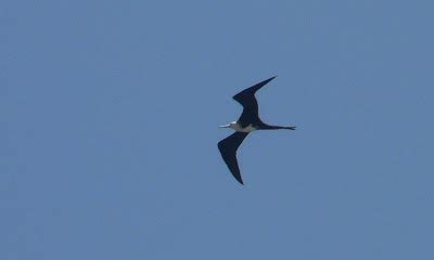 Ben and Joy: Dominican Republic Birds