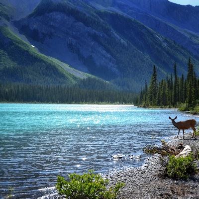 Camp at Maligne Lake, Maligne Lake Lodge