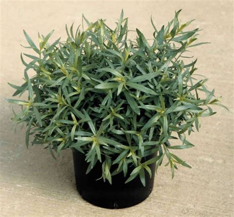 ARTEMISIA dracunculus - Muller Seeds