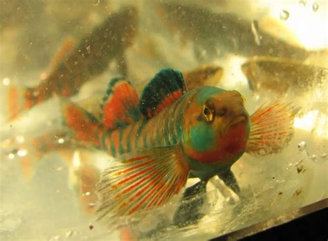 Topic: Rainbow Darter Collecting: Etheostoma caeruleum. West Michigan, USA — Seriously Fish