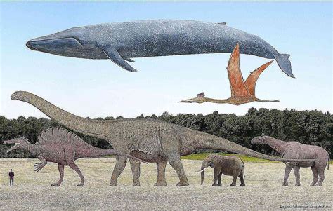 Size Comparison Extinct Animals Prehistoric Animals A - vrogue.co