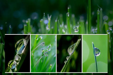 9 Tips for Gorgeous Macro Still Life Photography