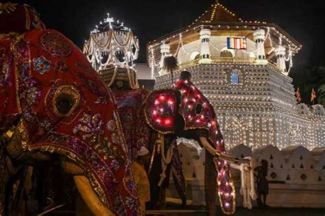 Images from Buddhist Festival Highlight the Plight of Domesticated Elephants in Sri Lanka ...