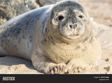 Baby Seal Pup. Cute Image & Photo (Free Trial) | Bigstock