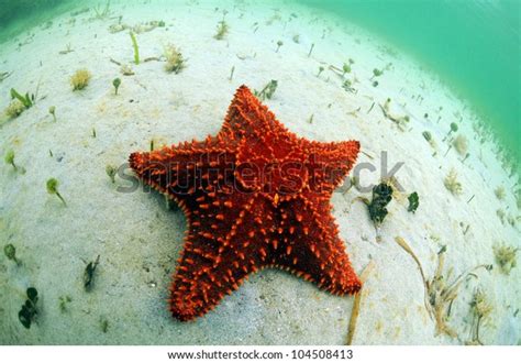 Red Starfish Natural Habitat Tropical Ocean Stock Photo (Edit Now ...