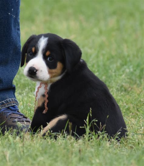 Greater Swiss Mountain & Entlebucher Puppies For Sale in Oklahoma ...