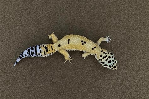 Learn about the benefits of bioactive substrates for leopard geckos and how to set up this ...