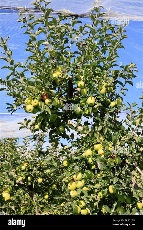 Sur la route de la pomme du Limousin. Culture de pommiers et de pommes. Agriculture, pommiers ...