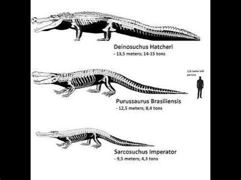 Deinosuchus, Purussaurus, and Sarcosuchus size comparison - YouTube