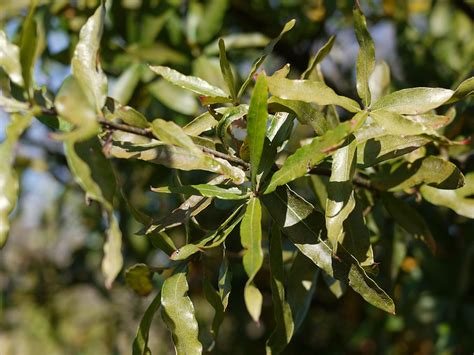 Types Of Oak Tree Leaves