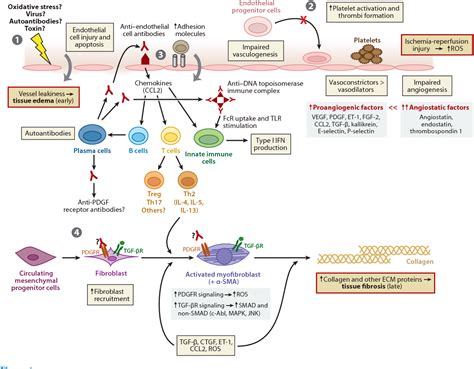 Pathogenesis Of Systemic Sclerosis