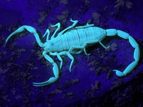 The Arizona Bark Scorpion: North America's Most Dangerous Scorpion