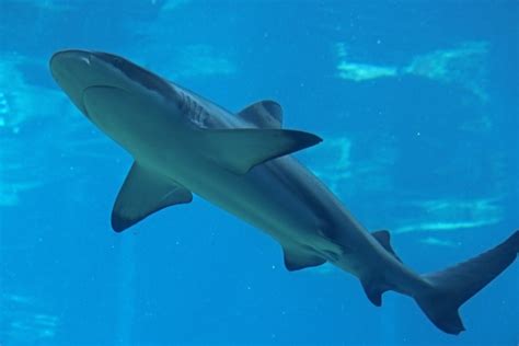 Requin à pointes noires dans l'aquar Photo stock libre - Public Domain ...