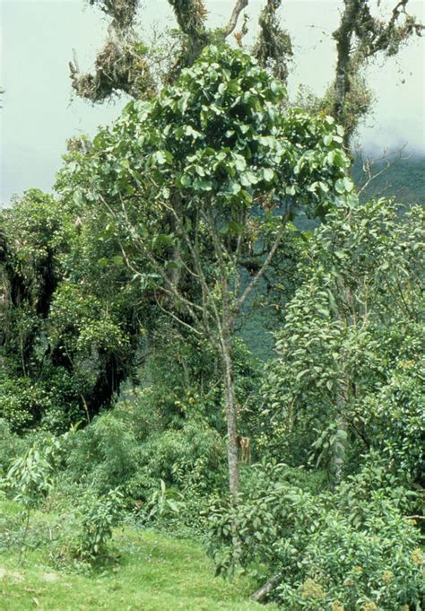 Cinchona Tree Photograph by Dr Morley Read/science Photo Library - Pixels