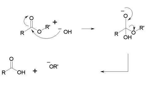 Mechanism of Ester Hydrolysis | Download Scientific Diagram