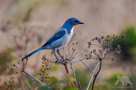 Point Reyes Wildlife - Fascination Wildlife