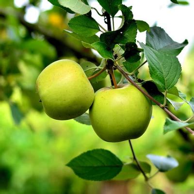 Early Harvest Apple Tree - Bob Wells Nursery - U.S. Shipping